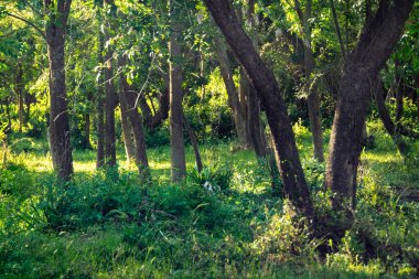 Santa Lucia nehri, los cerrillos, canelones departmanı, uruguay yakınlarındaki bir galeri ormanında ağaçlar ve çalı bitkileri.
