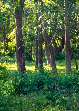 Santa Lucia nehri, los cerrillos, canelones departmanı, uruguay yakınlarındaki bir galeri ormanında ağaçlar ve çalı bitkileri.