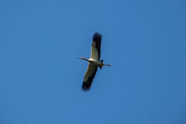 Uçan balıkçıl açık mavi gökyüzünde alçak açılı çekim, los cerrillos, canelone departmanı, uruguay