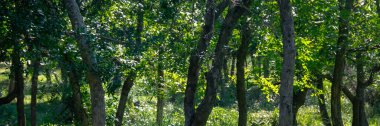 Trees and bush vegetation at gallery forest environment near santa lucia river, los cerrillos, canelones department, uruguay clipart