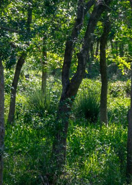 Santa Lucia nehri, los cerrillos, canelones departmanı, uruguay yakınlarındaki bir galeri ormanında ağaçlar ve çalı bitkileri.