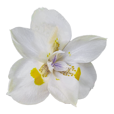 Beyaz arka planda izole edilmiş sarı ve mor aksanlı narin beyaz bir iris çiçeğinin yakın plan görüntüsü..