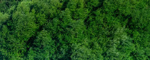 Plaj, bariloche, Rio Negro vilayeti, Arjantin yakınlarındaki orman ağaçlarının panoramik geniş görüntüsü