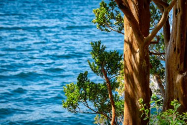 Nahuel Huapi Gölü, San Carlos de Bariloche, Rio Negro, Arjantin sınırındaki liman ağacı.
