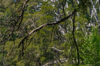 Yapraklı Patagonya Ormanı, Nahuel Haupi Parkı, San Carlos de Bariloche, Rio Negro Bölgesi, Patagonya, Arjantin