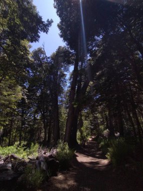 Summer day landscape scene at leafy patagonian forest, nahuel haupi park, san carlos de bariloche, rio negro province, patagonia, argentina clipart