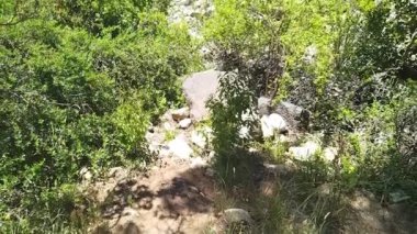 Bariloche, Nahuel Huapi Ulusal Parkı, Rio Zenci Bölgesi, Arjantin sahillerinden birinin sınırından hareket edin..