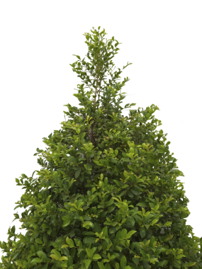 Yeşil yapraklı genç ağaç.