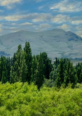Orman ve And Dağları yaz günü Nahuel Haupi Park, Rio Negro Bölgesi, Patagonya ve Arjantin 'de manzara