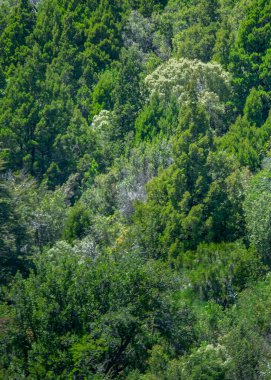 Nahuel Haupi Park, Rio Negro Bölgesi, Patagonya, Arjantin 'de yaz günü manzarasını yakınlaştır.
