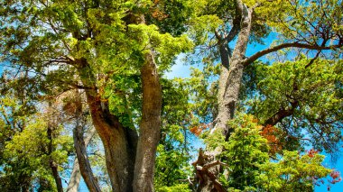 Meşe ağaçları alçak açılı, patagonya ormanı, nahuel haupi milli parkı, San Carlos de Bariloche, Rio Negro bölgesi, patagonya, Arjantin