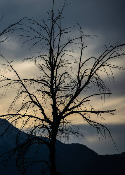 Leave less tree at border of nahuel haupi lake, nahuel huapi national park, bariloche, rio negro province, patagonia, argentina