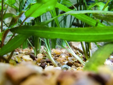 Evcil bir akvaryumdaki bitki ve taşların yer aldığı doğal bir sahnenin yakın plan fotoğrafı..