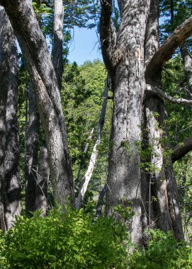 Coihue ağaçları manzarası, los ulusal parkı alarma geçirdi. Dünya mirası bölgesi Chubut, patagonya ve Arjantin 'de yer alıyor.