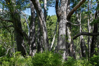 Coihue ağaçları manzarası, los ulusal parkı alarma geçirdi. Dünya mirası bölgesi Chubut, patagonya ve Arjantin 'de yer alıyor.