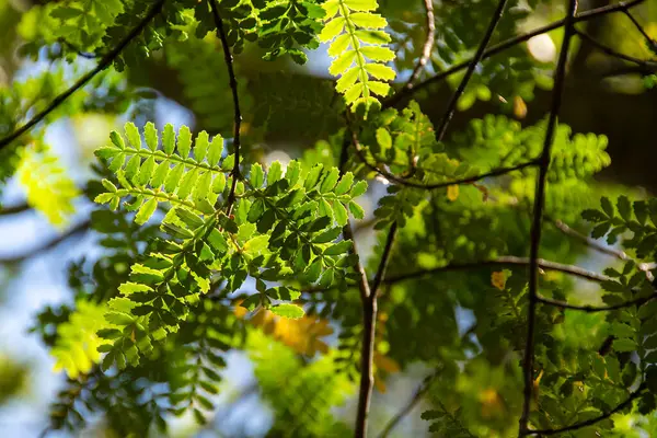 Selvi, detaylı görüntüler bıraktı, los, ulusal parkı alarma geçirdi. Dünya mirası bölgesi, Chubut, Patagonya ve Arjantin 'de yer alıyor.