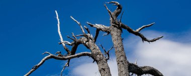 Düşük açılı kuru ağaç, los ulusal parkı alarma geçirdi. Dünya mirası bölgesi Chubut, Patagonya ve Arjantin 'de yer alıyor.