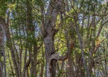 Los Angeles 'taki uzun ağaçlar ulusal parkı alarma geçirdi. Dünya mirası bölgesi Chubut, Patagonya ve Arjantin' de yer alıyor.