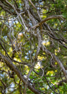 Ağaç dalları, Los Angeles 'ta çekilen düşük açılı görüntü ayrıntıları ulusal parkı alarma geçirdi. Dünya mirası, Chubut vilayeti, patagonya ve Arjantin' de yer alıyor.