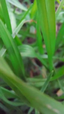 Çimlerin üzerinde rastgele, zemin seviyesinde bir hareket yakalayan birinci şahıs el kamerasıyla dinamik ve sürükleyici bir perspektif yaratılıyor..