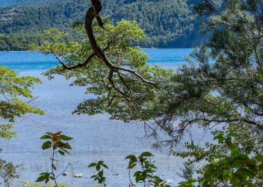 Yaz günü göl sınırındaki orman manzarası, Los Angeles ulusal parkı alarma geçirdi. Dünya mirası bölgesi Chubut, Patagonya, Arjantin 'de yer alıyor.