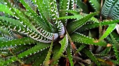 Yüksek açılı el kamerası videosunu beyaz çizgilerle kaplı sivri, sivri yeşil yapraklı haworthia sulu bitkisinin üzerine yatır. 