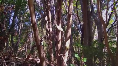 Narin örümceklerin ağına sallanan bir yaprağın geniş açılı videosu ulusal park, Chubut vilayeti ve Arjantin 'i alarma geçirdi..