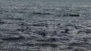 Bir kuş sürüsünün, Montevideo, Uruguay 'daki bir açık hava ortamında Rio de la Plata' nın yüzeyinde hızla ve alçaktan uçtuğunu gösteren geniş açılı bir video. 