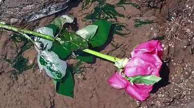 Su etrafını nazikçe sararken bir su birikintisinin üzerinde dinlenen narin pembe gülün yüksek açılı görüntüsü huzurlu ve şiirsel bir görsel yaratıyor..