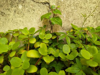 Yıpranmış sarı bir duvarın karşısında büyüyen yemyeşil toprak örtülü bitkilerin ön görüntüsü. Küçük bir sarmaşık yukarı tırmanır, yatay büyümeyle çelişir.. 