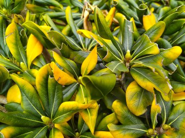 Kalın dokuları olan yeşil ve sarı renkli yapraklardan oluşan bir kümenin yakından görünüşü, tipik tropikal bitkiler.. 