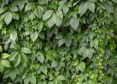 Yoğun sarmaşık yapraklarıyla kaplı dikey bir duvarın ön görüntüsü.