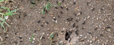 Üst görüntü, karınca grubunun kuru, çatlamış toprak üzerinde küçük çakıl taşları ve bitki parçaları ile yakın çekim.. 