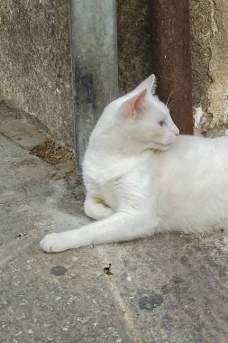 Kenar manzaralı, beyaz bir kedinin sokak köşesinde rahat bir şekilde yattığı düşük açılı bir görüntü. 