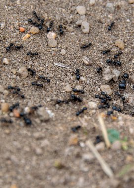 Üst görüntü, karınca grubunun kuru, çatlamış toprak üzerinde küçük çakıl taşları ve bitki parçaları ile yakın çekim.. 
