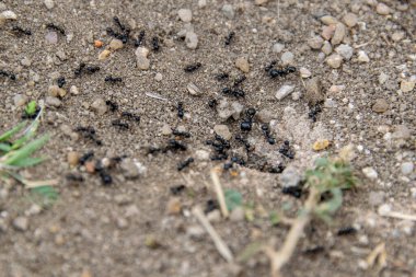 Üst görüntü, karınca grubunun kuru, çatlamış toprak üzerinde küçük çakıl taşları ve bitki parçaları ile yakın çekim.. 