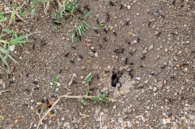 Üst görüntü, karınca grubunun kuru, çatlamış toprak üzerinde küçük çakıl taşları ve bitki parçaları ile yakın çekim.. 