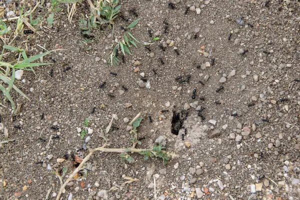 Üst görüntü, karınca grubunun kuru, çatlamış toprak üzerinde küçük çakıl taşları ve bitki parçaları ile yakın çekim.. 