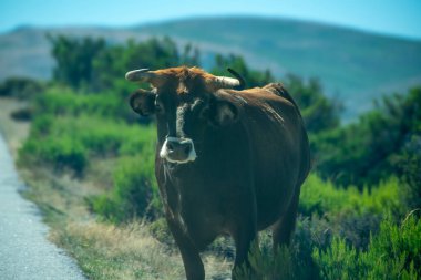 Siyah bir ineğin geniş açılı görüntüsü kaldırımlı bir yolda tek başına duruyor.
