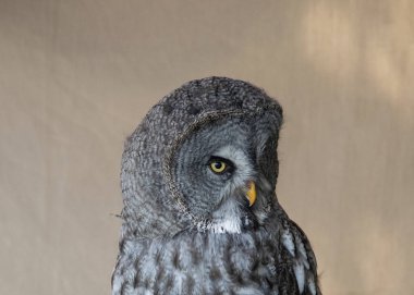 Orta ölçekli bir çekim, gri bir baykuşun ön görüntüsü, kapalı bir tahta direğin üzerine tünemiş, düz bir arkaplana karşı.. 