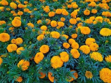 Koyu yeşil yapraklarla çevrili, çiçekli kadife çiçeği manzarası