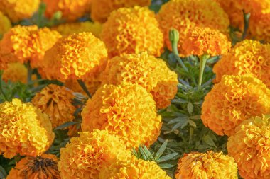 Çiçek tarhının ön tarafı yoğun bir şekilde çiçek açan turuncu kadife çiçekleriyle dolu, doğal güneş ışığında çekilmiş.. 