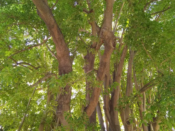 Kalın gövdeli, geniş dalları olan büyük, yaşlı bir ağaç doğal bir ortamda gölgelik sağlar..