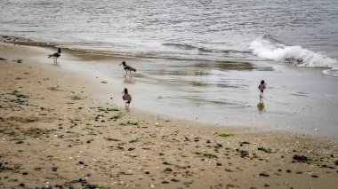 Deniz kenarında ıslak kumda yürüyen kısa kuşlar, playa mansa, punta del este, urugua