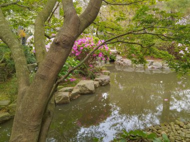Bahar zamanı huzurlu Japon bahçesi Montevideo Botanik Bahçesi Prado Mahallesi, Uuguay