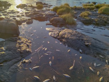 Wide high angle shot of  coastal scene with dead fishes floating on the surface of the water