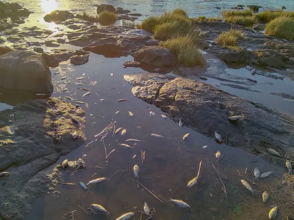 Suda yüzen ölü balıklarla sahnenin geniş açılı görüntüsü.