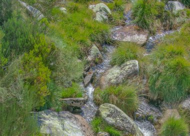 Yosunlu kayalar ve yoğun yeşil bitki örtüsü arasında akan dar bir derenin dikey görüntüsü..