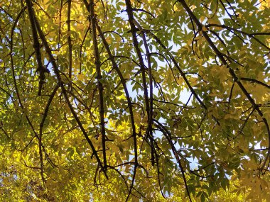 Gün ışığında altın yapraklarla dolu ağaç dallarının yukarı doğru görüntüsü sıcaklık ve doğal tepe örtüsü hissi yaratıyor..