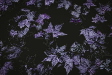 Siyah arkaplan üzerinde menekşe tonları birçok kuru yaprak perspektif yüksek açı görünümü